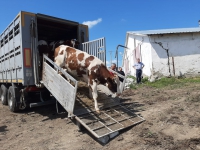 В ООО «Амурский Партизан» завезли нетелей КРС красно-пестрой породы. 