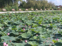 В селе Липовка можно полюбоваться цветами лотоса Комарова.